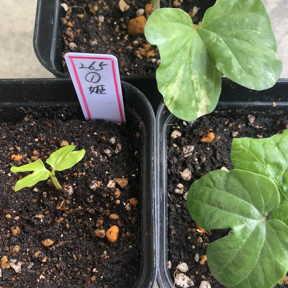 変化朝顔★白地紅雀斑咲分切髭咲き 変化朝顔 正木系統 青笹葉紅底白切咲 | 花 × 風景