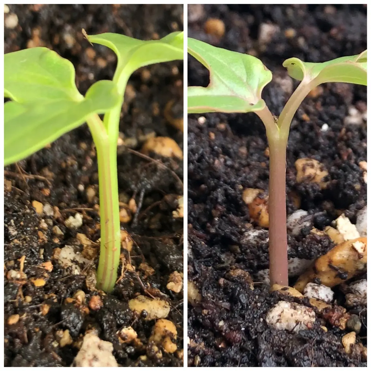 変化朝顔★白地紅雀斑咲分切髭咲き 変化朝顔チャレンジ中！Vol.2【青斑入並葉姫紅時雨絞咲分丸咲