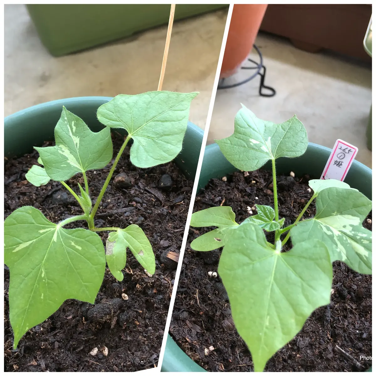 変化朝顔チャレンジ中！Vol.2【青斑入並葉姫紅時雨絞咲分丸咲