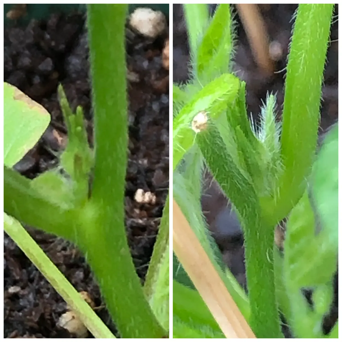 変化朝顔チャレンジ中！Vol.2【青斑入並葉姫紅時雨絞咲分丸咲