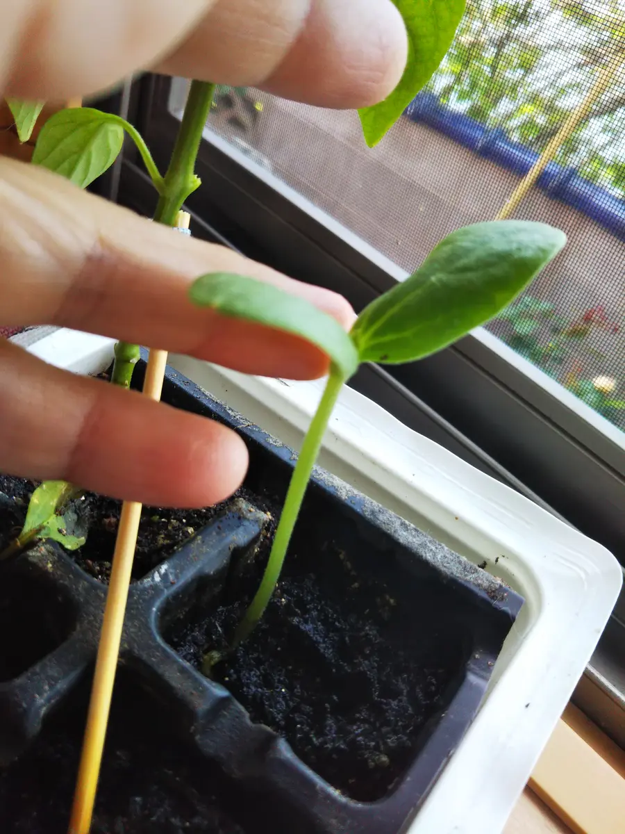 メロン の 育て 方 種 から