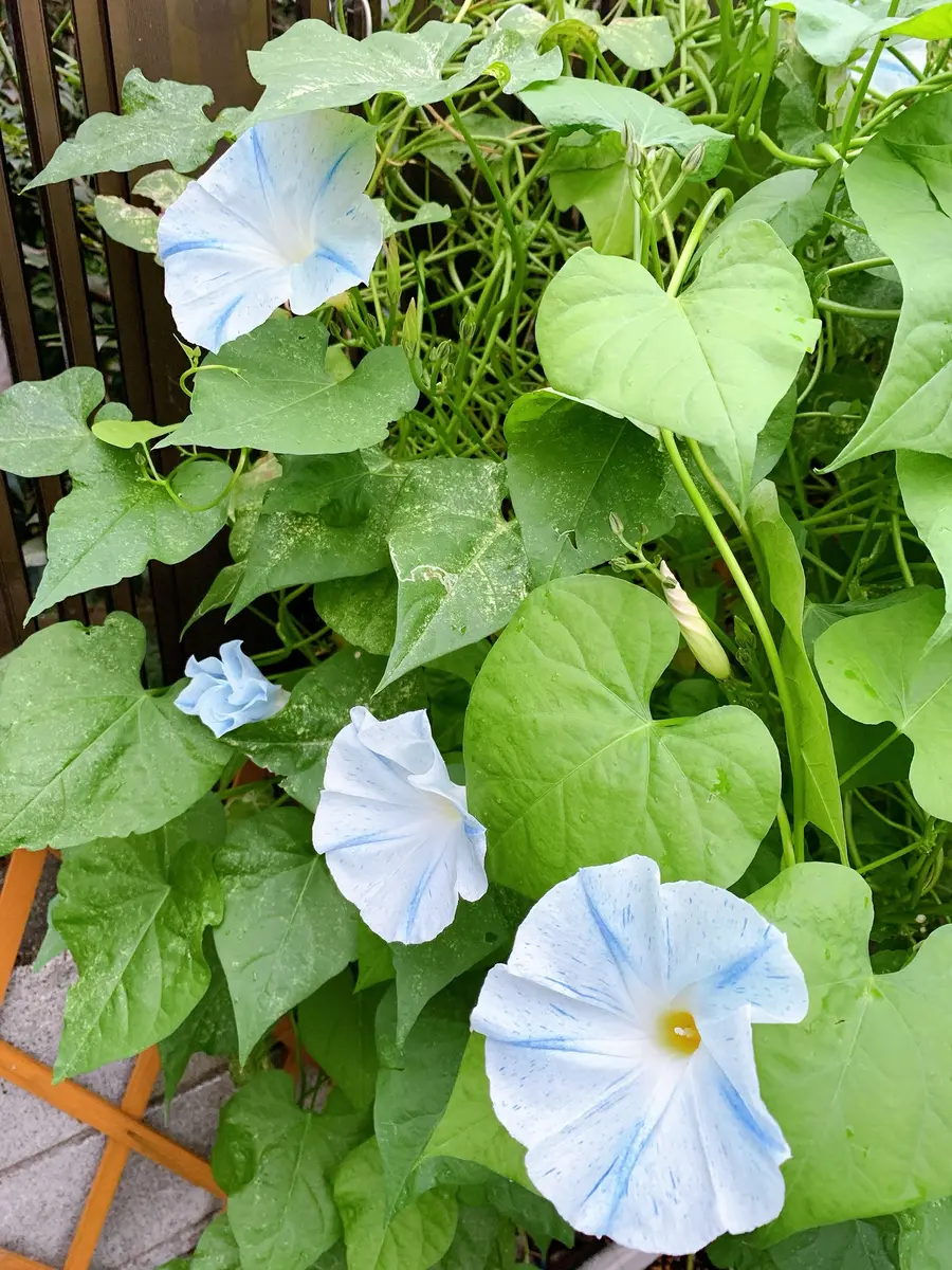 朝顔 種子25粒 アサガオ あさがお