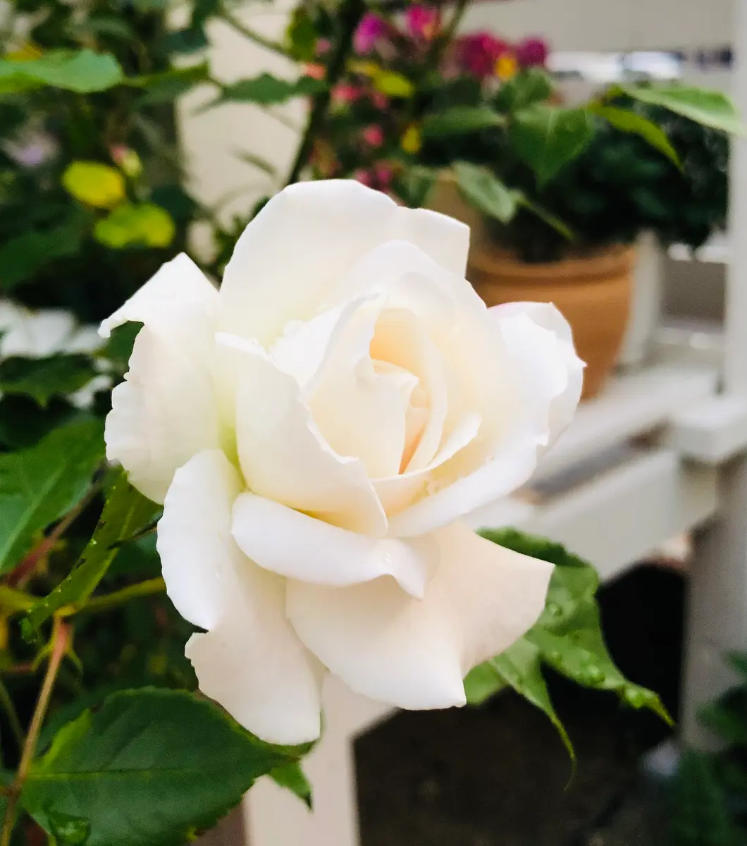 3番 5／17最新 アイスバーグ バラ 抜き苗 3番 5／17最新 アイス