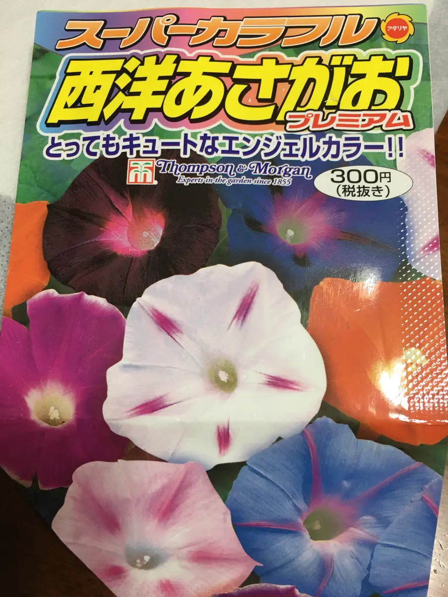 西洋あさがお きれいに咲くかな｜そだレポ（栽培レポート）byプーおば