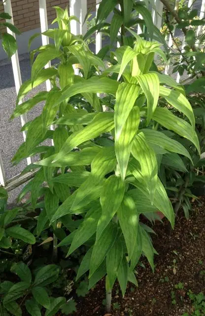 カサブランカとフラワーアレンジ！｜そだレポ（栽培レポート）by八千代