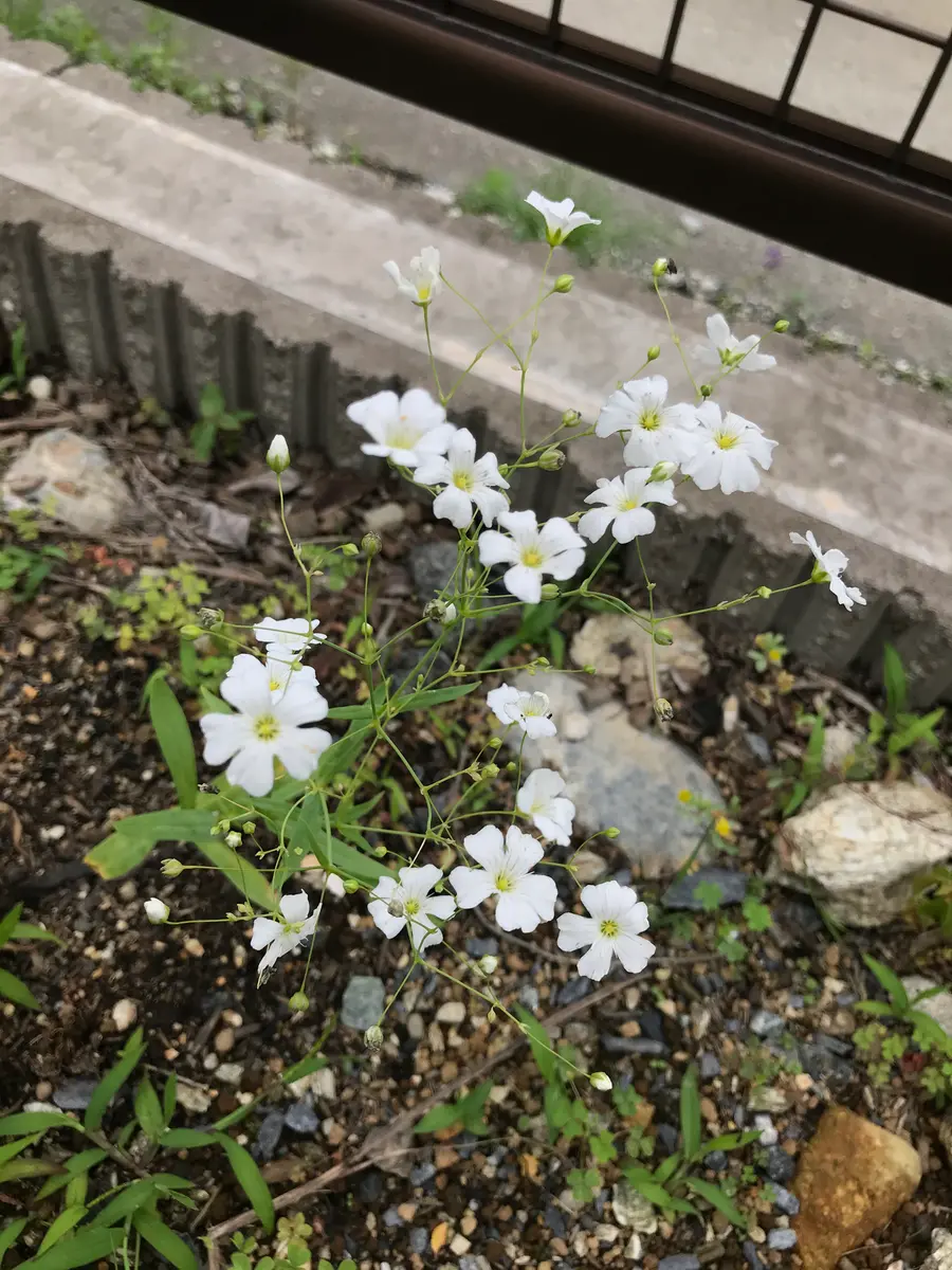 カスミソウ☆タネを取るところからスタート｜そだレポ（栽培レポート