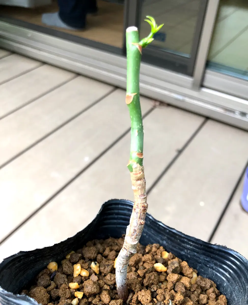 初めての挿し木チャレンジ！｜そだレポ（栽培レポート）byスギスギ