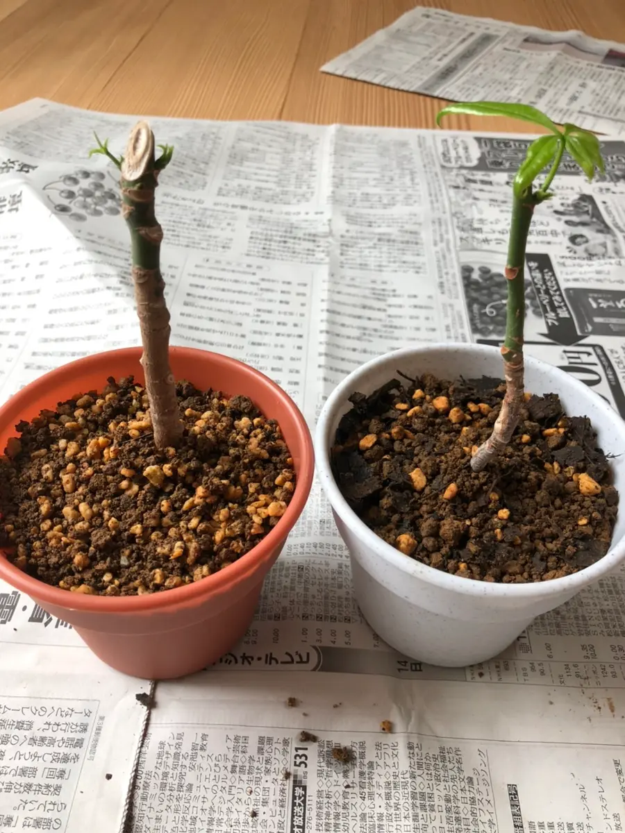 初めての挿し木チャレンジ！｜そだレポ（栽培レポート）byスギスギ