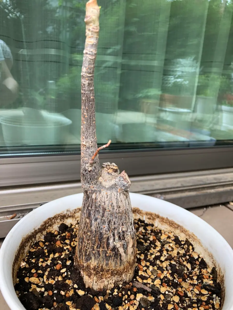 初めての挿し木チャレンジ！｜そだレポ（栽培レポート）byスギスギ