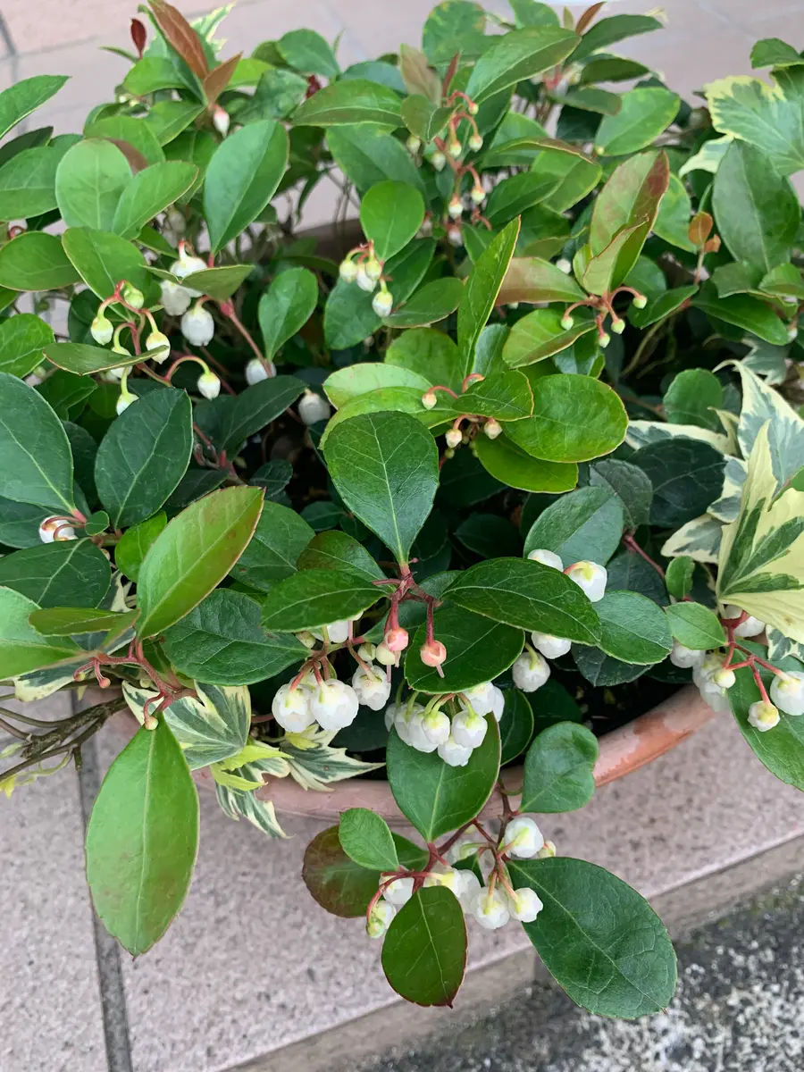 チェッカーベリー、人工受粉してみる❗️｜そだレポ（栽培レポート