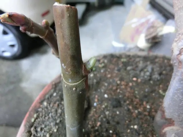 イチジク 穂木 専用 出品 です