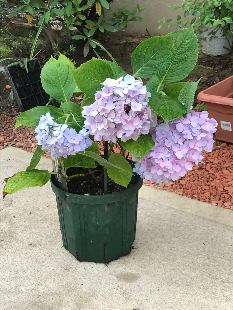 四季咲きアジサイ霧島の恵の花の咲き方を知りたい｜そだレポ（栽培