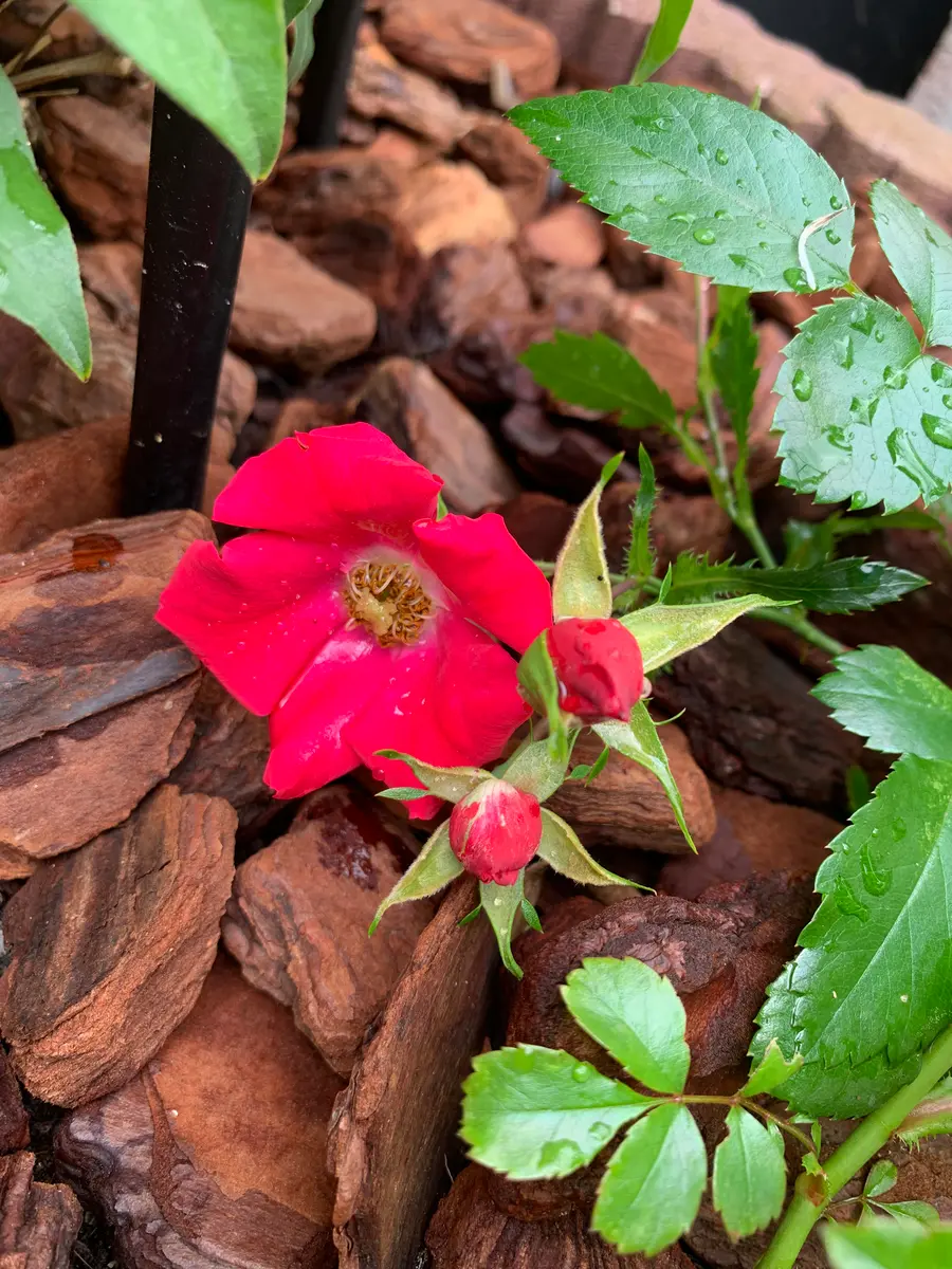 薔薇と私の闘い|そだレポ(栽培レポート)bymiruku723 薔薇と私の闘い|そだレポ(栽培レポート)bymiruku723