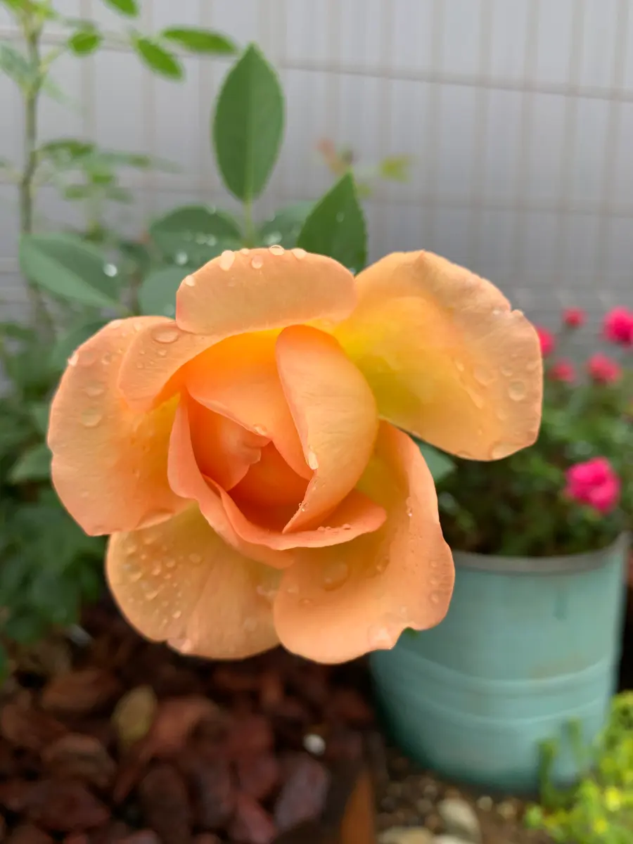 薔薇と私の闘い|そだレポ(栽培レポート)bymiruku723 薔薇と私の闘い|そだレポ(栽培レポート)bymiruku723