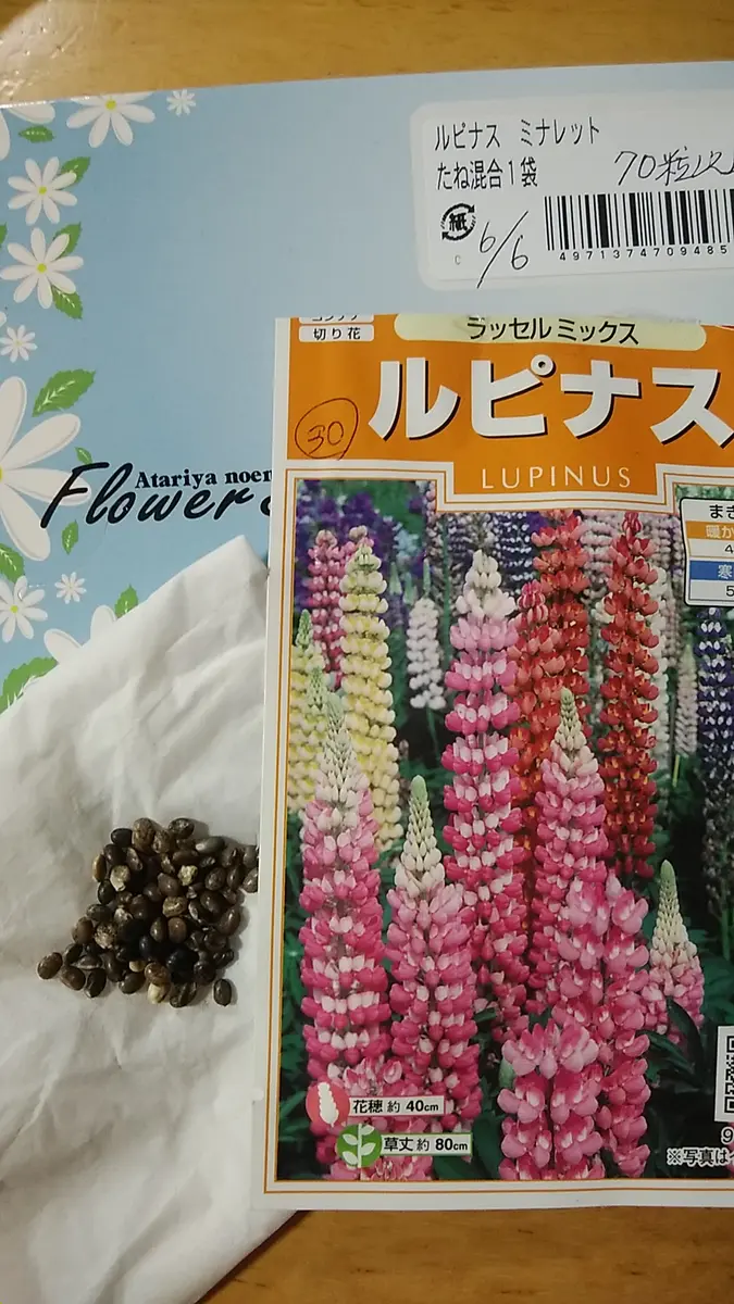 ルピナス種から咲かせたい|そだレポ(栽培レポート)byしろねこ3 ルピナス種から咲かせたい|そだレポ(栽培レポート)byしろねこ3