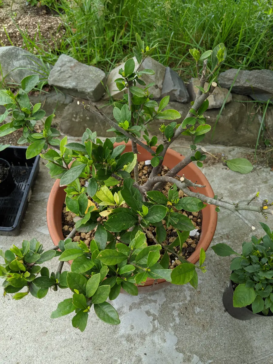 鉢上げ「地植えのクチナシを鉢で育てる」-そだレポ｜みんなの趣味の園芸