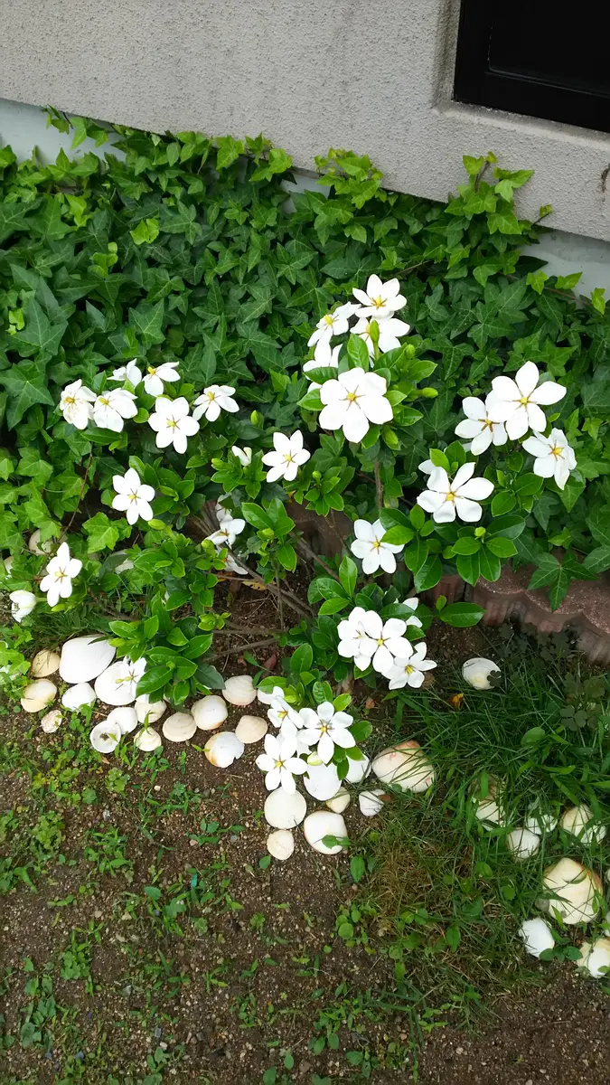 地植えのクチナシを鉢で育てる｜そだレポ（栽培レポート）byあみの