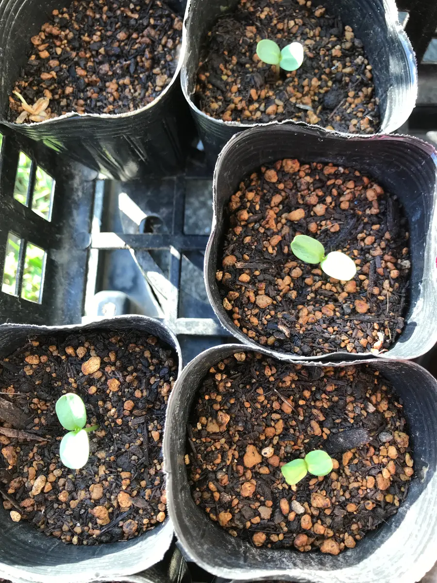 双葉(4月8日)「ジニア／色々な種類を種から育てます」-そだレポ