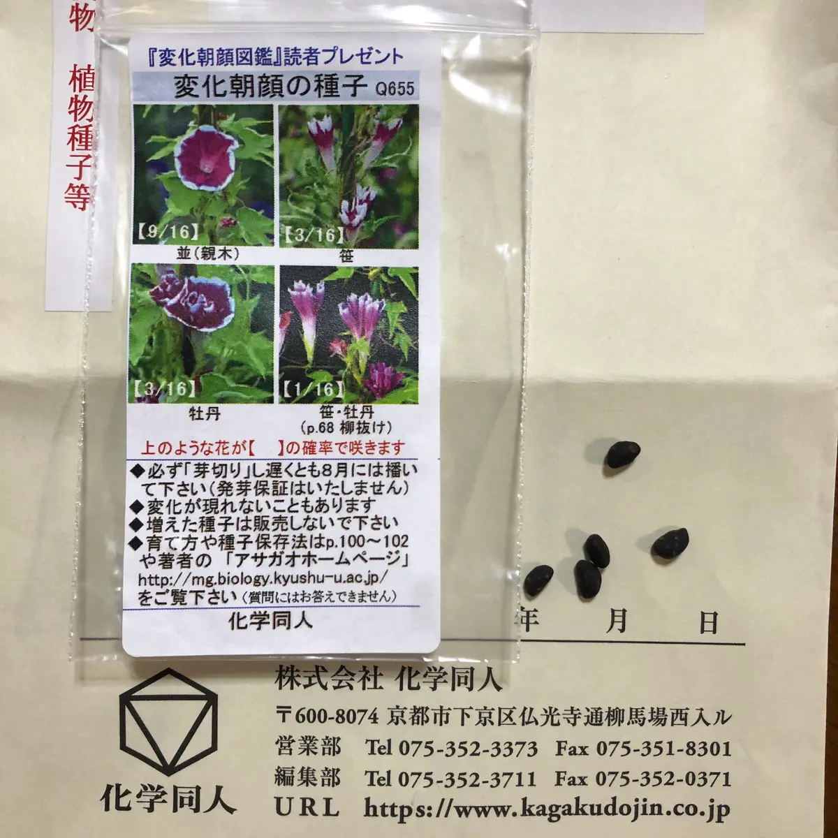 変化朝顔チャレンジ中！Vol.4【黄糸柳葉紅細切采咲牡丹】｜そだレポ