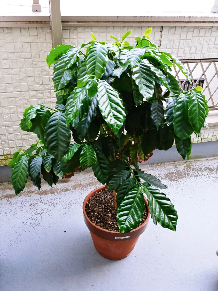 コーヒーの木を育てる｜そだレポ（栽培レポート）byさわらび｜みんなの