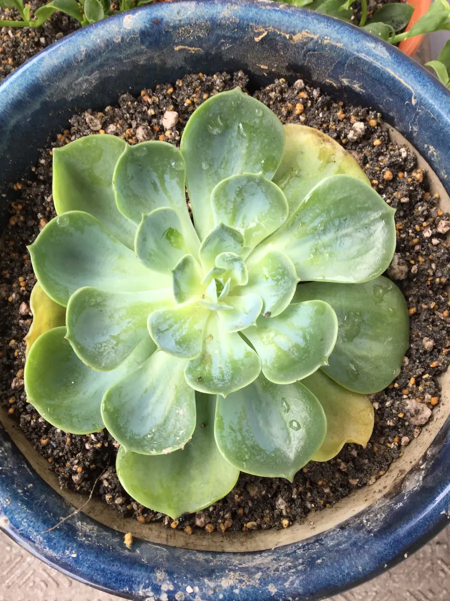 ひきしまった七福神に育てる(ラッキーセブンちゃん)｜そだレポ（栽培