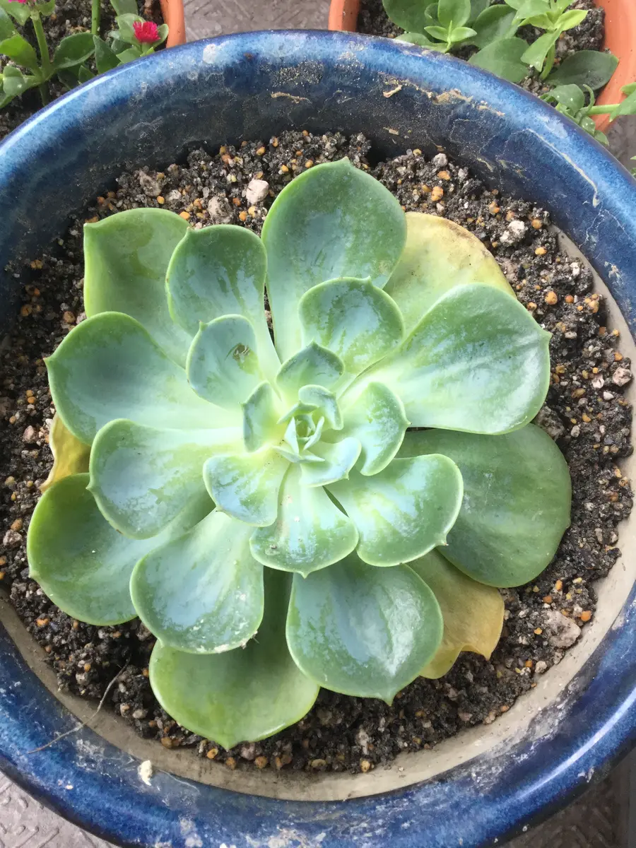 ひきしまった七福神に育てる(ラッキーセブンちゃん)｜そだレポ（栽培