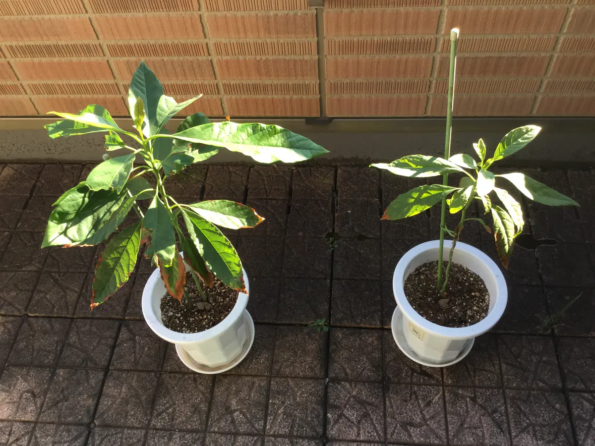 種からアボガド｜そだレポ（栽培レポート）byゴミー｜みんなの趣味の園芸