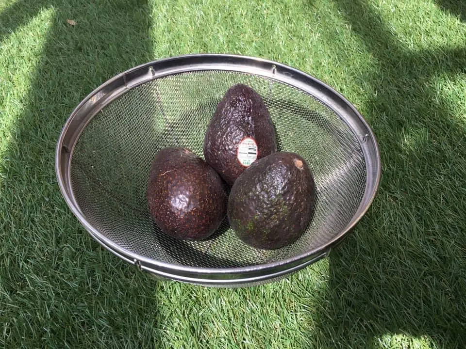 種からアボガド｜そだレポ（栽培レポート）byゴミー｜みんなの趣味の園芸