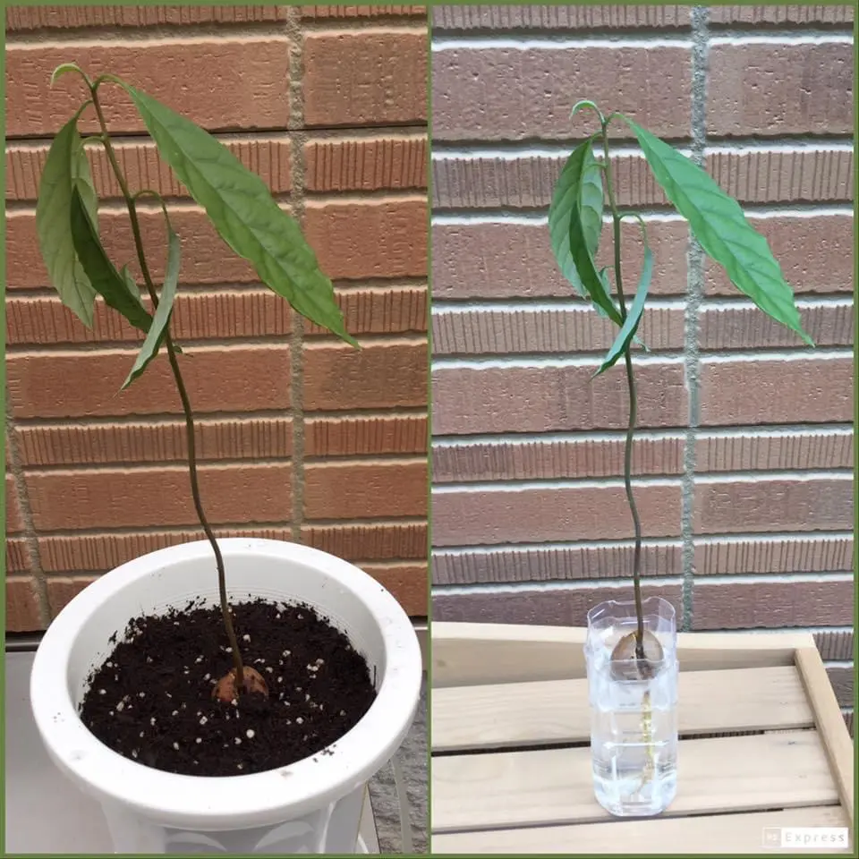 種からアボガド｜そだレポ（栽培レポート）byゴミー｜みんなの趣味の園芸