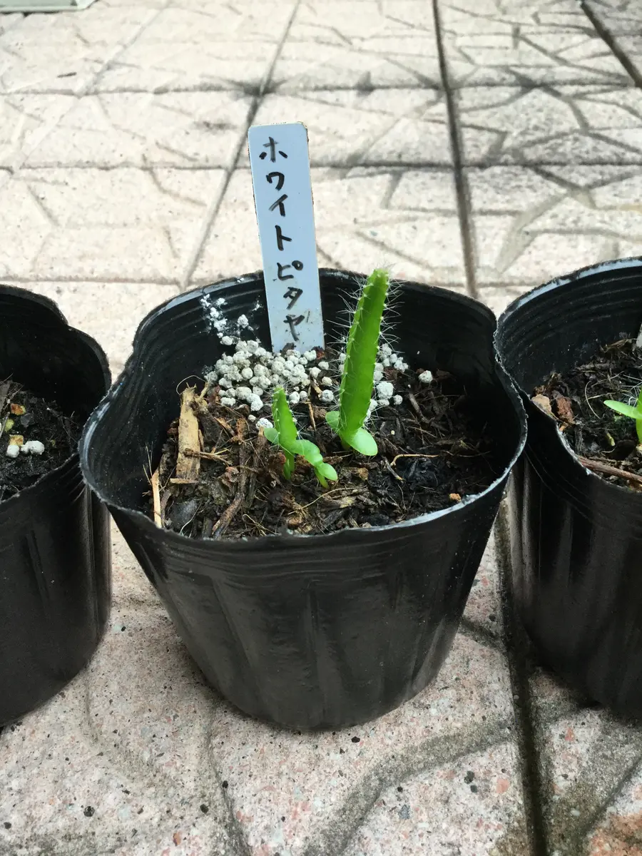 種からドラゴンフルーツ（赤白）｜そだレポ（栽培レポート）byゴミー