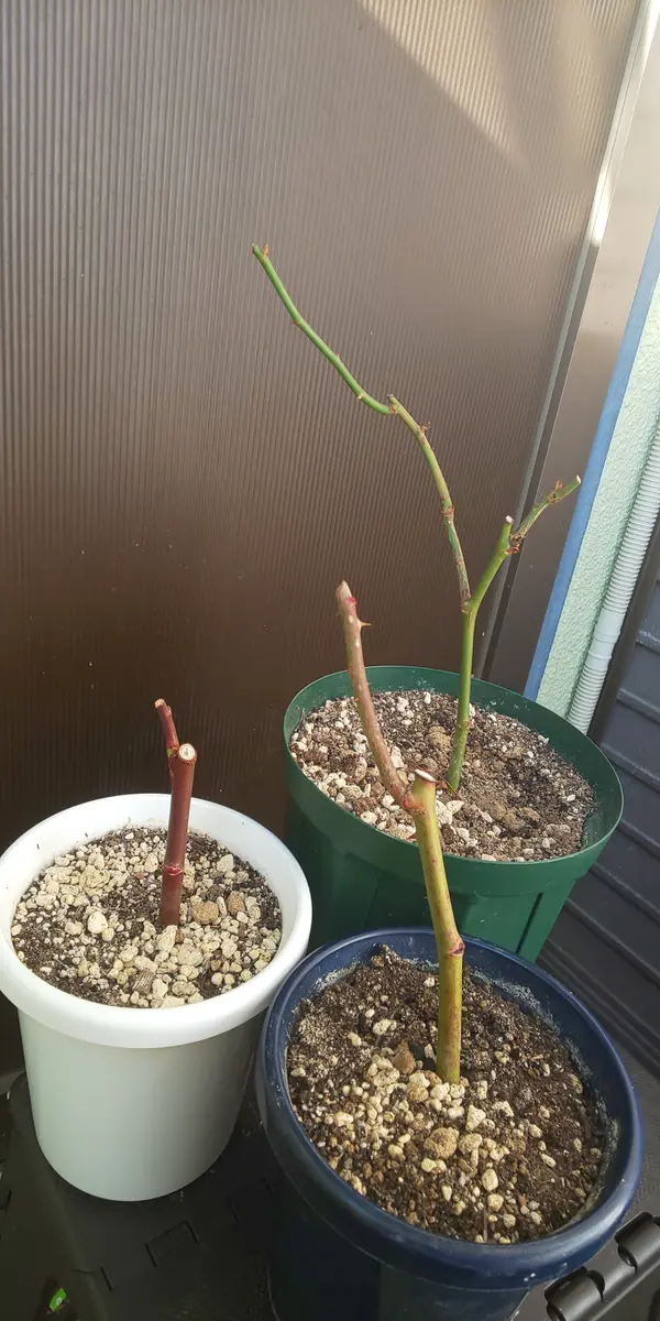 ノヴァーリスの挿し木苗を育てる！｜そだレポ（栽培レポート）by狭霧