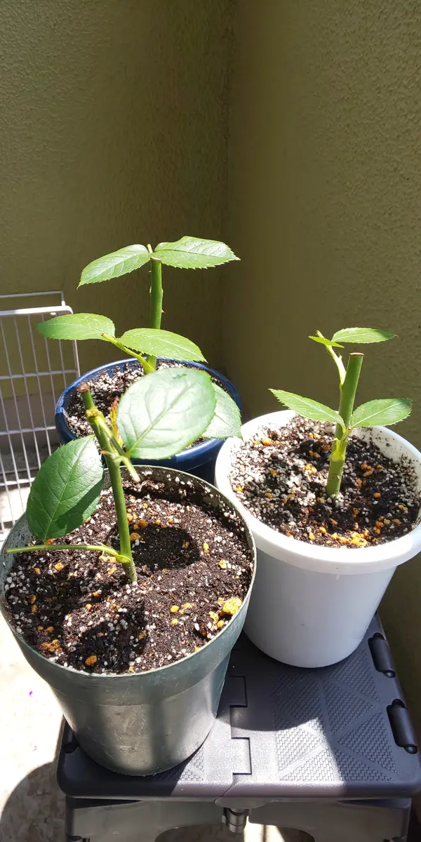 ノヴァーリスの挿し木苗を育てる！｜そだレポ（栽培レポート）by狭霧
