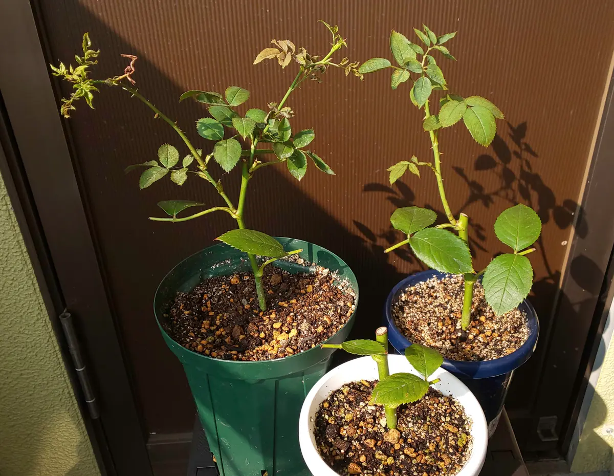ノヴァーリスの挿し木苗を育てる！｜そだレポ（栽培レポート）by狭霧