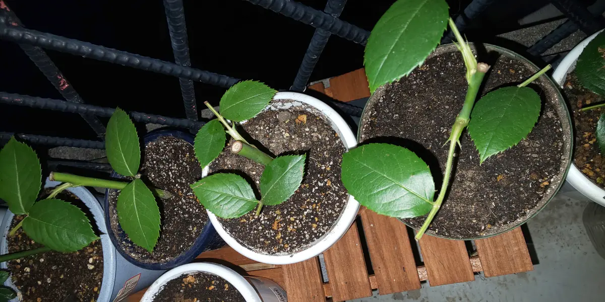 ノヴァーリスの挿し木苗を育てる！｜そだレポ（栽培レポート）by狭霧