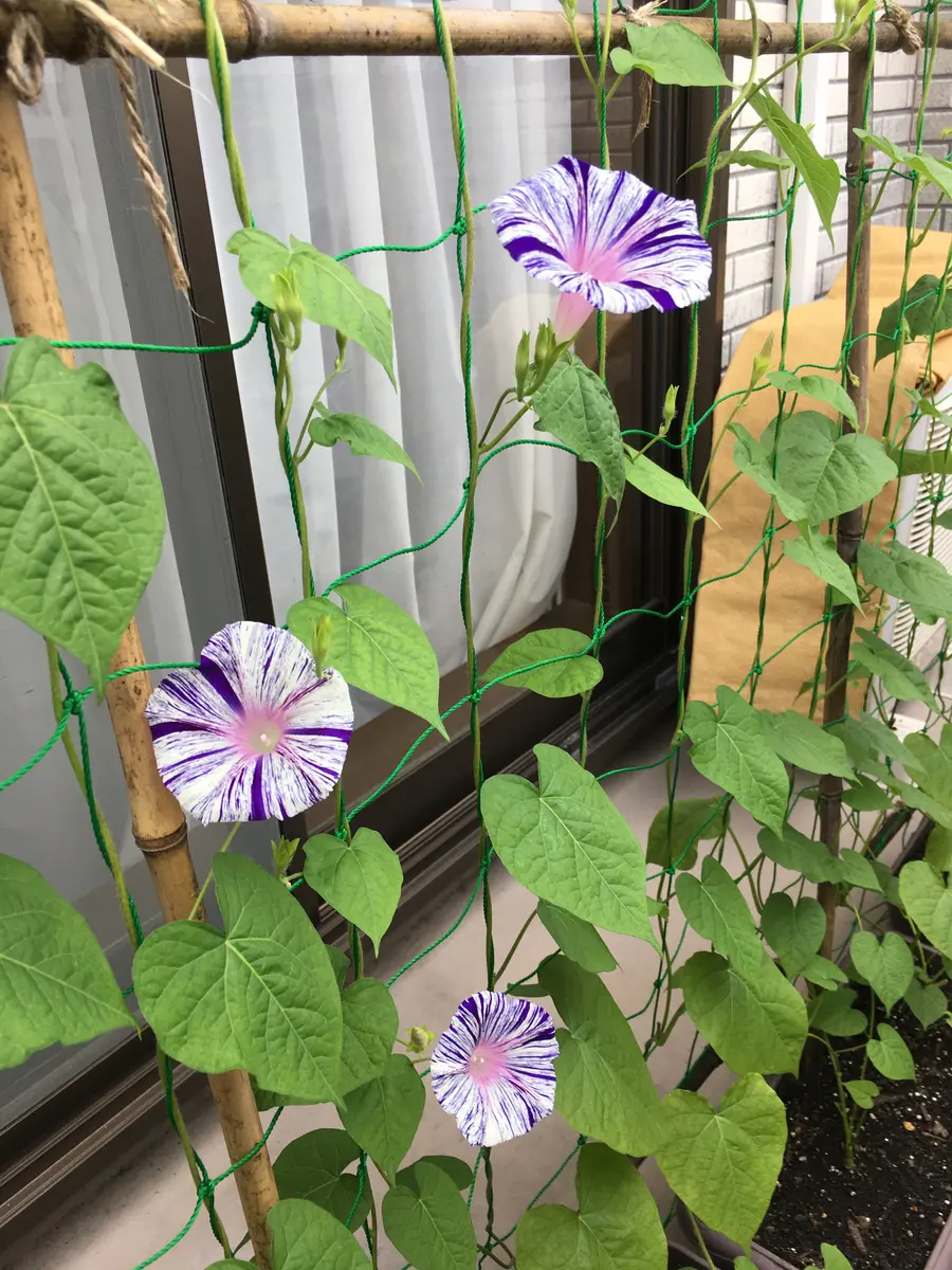 🌸綺麗｜江戸風情（朝顔）でグリーンカーテンを作る2020｜そだレポ