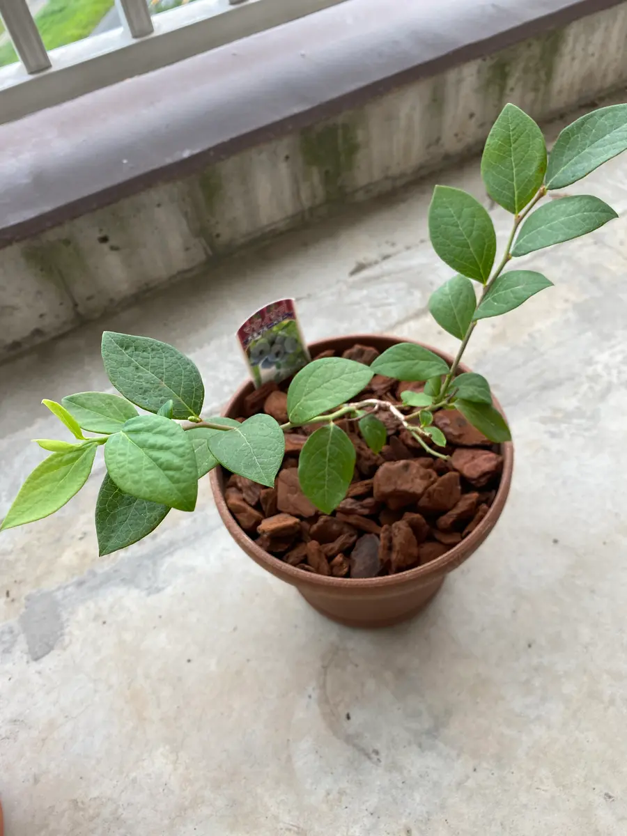 ブルーベリー苗オニール＆マグノリア大苗2本セット ブルーベリー