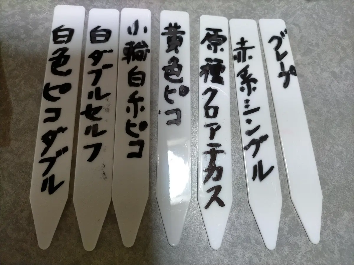 クリスマスローズ 種から開花まで｜そだレポ（栽培レポート）byみきか