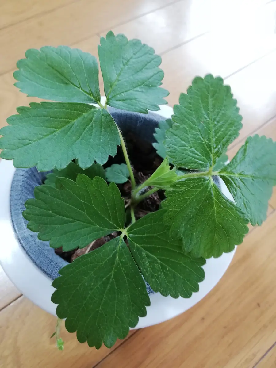 いちご 種 から 育てる
