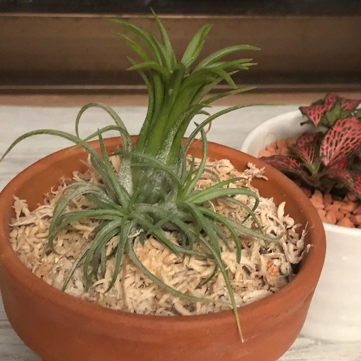 チランジアを鉢植えで｜そだレポ（栽培レポート）byerix｜みんなの趣味