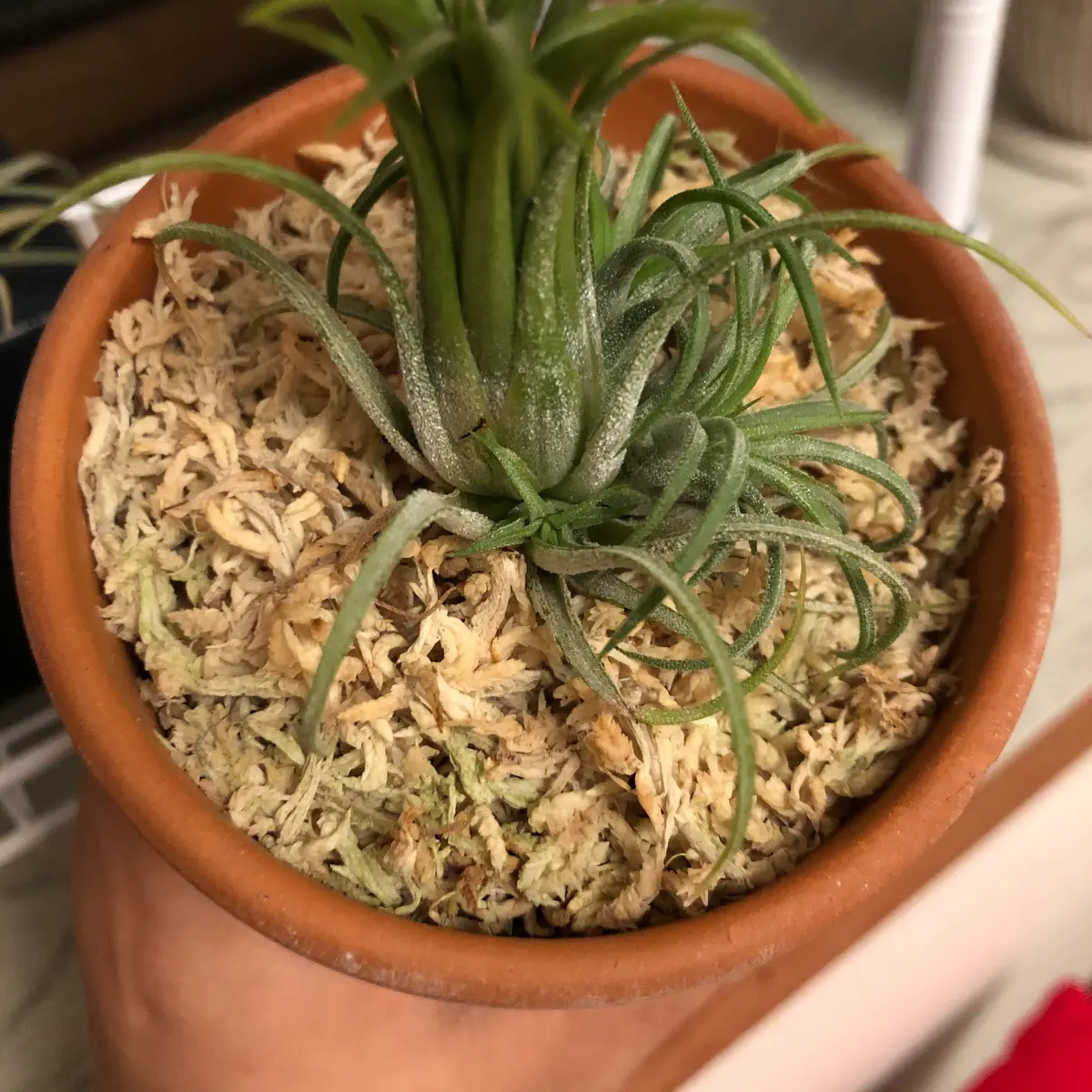 チランジアを鉢植えで｜そだレポ（栽培レポート）byerix｜みんなの趣味