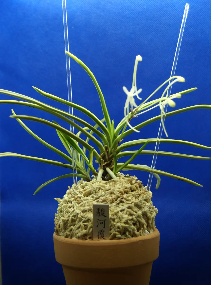 駿河覆輪 1｜そだレポ（栽培レポート）byやすみの｜みんなの趣味の園芸