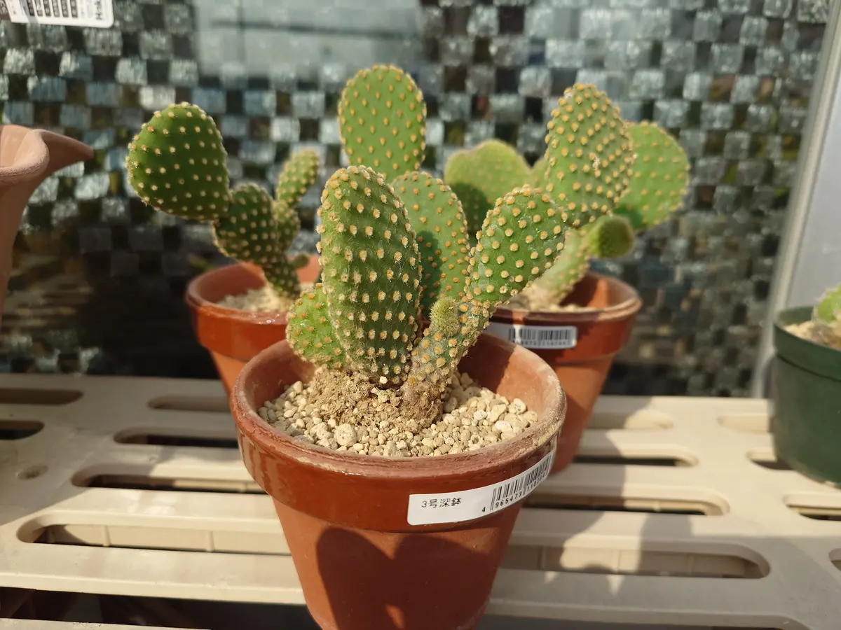 サボテンの種蒔き2020｜そだレポ（栽培レポート）bykobamaru｜みんなの