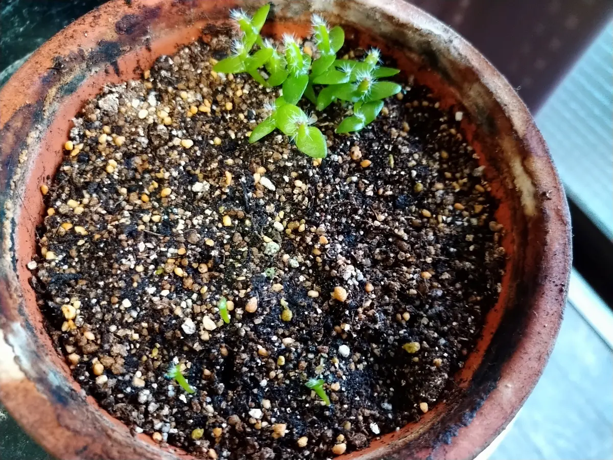 発芽確認ずみ柱サボテン種子 FNつき260種類以上セット10粒ずつ