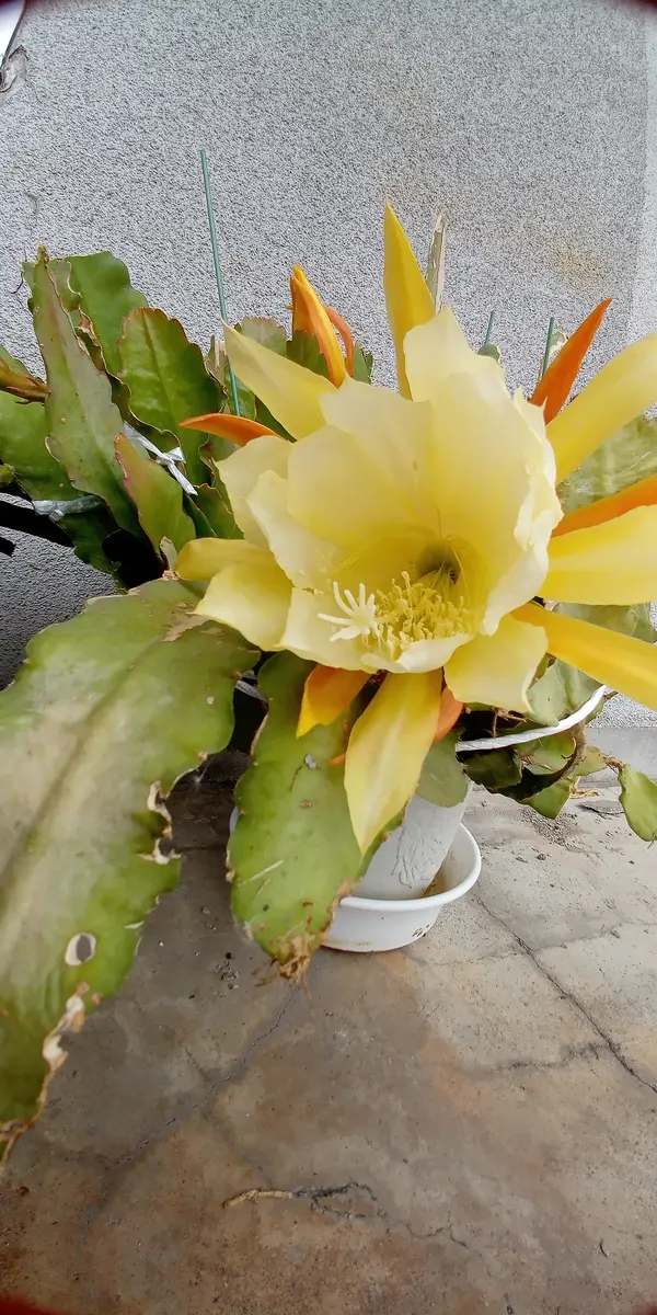 孔雀サボテンを育てて6年目に蕾を付けました｜そだレポ（栽培レポート