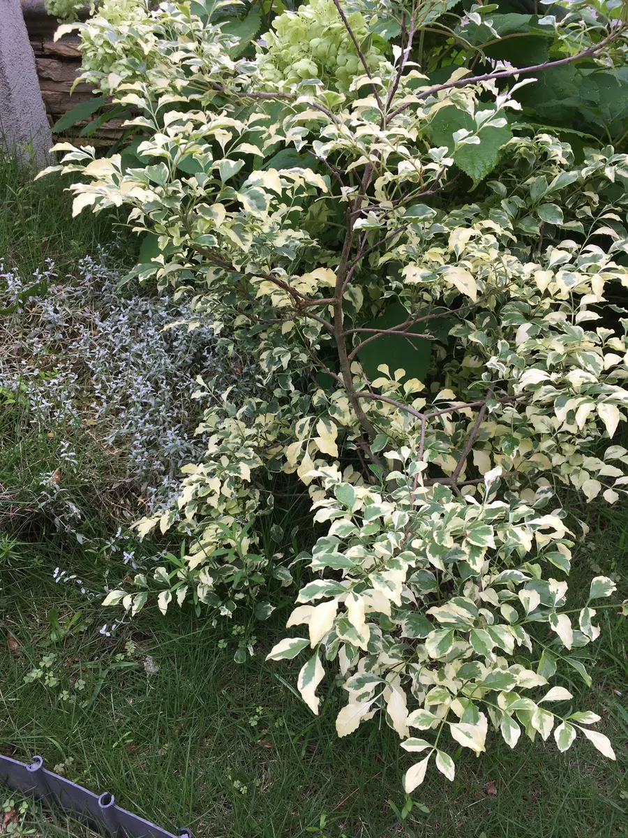 観葉植物 斑入りトネリコ