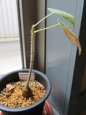 ステルクリア・アフリカーナ Sterculiaafricana 実生｜そだレポ（栽培