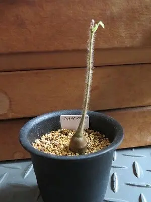 ステルクリア・アフリカーナ Sterculiaafricana 実生｜そだレポ（栽培