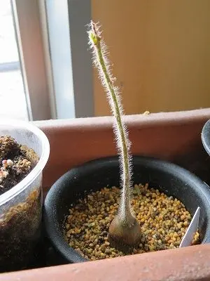 ステルクリア　リンコカルパ　実生苗　塊根植物　ゆうパック ステルクリア リンコカルパ 実生苗 塊根植物 ゆうパック ステルクリア