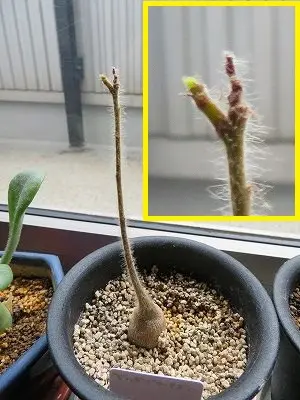 ステルクリア　リンコカルパ　実生苗　塊根植物　ゆうパック image.php?id=2334698&p=shopn&s