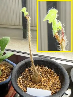 ステルクリア・アフリカーナ Sterculiaafricana 実生｜そだレポ（栽培